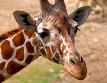 Things To Do Gulf Coast Zoo