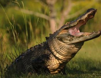 Things To Do Alligator Alley