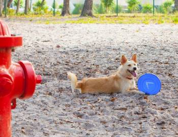 Things To Do Orange Beach Dog Park