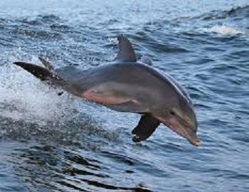 Things To Do Cold Mil Fleet