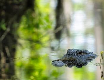 Things To Do Bon Secour National Wildlife Refuge
