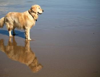 Things To Do Perdido Key Dog Beach